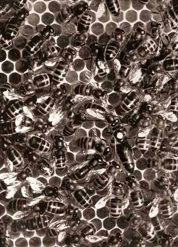 蜜蜂 [オット・クロイ, アサヒカメラ 1937年4月号より] パブリックドメイン画像 