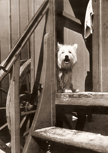 犬 [パウル・ヴォルフ, アサヒカメラ 1937年4月号より] パブリックドメイン画像 
