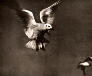 飛ぶ鴎 [ハイデルスベルガー, アサヒカメラ 1937年4月号より]のサムネイル画像