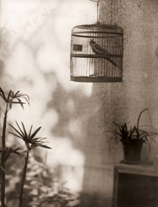 小鳥 [山浦翠村, アサヒカメラ 1937年4月号より]のサムネイル画像