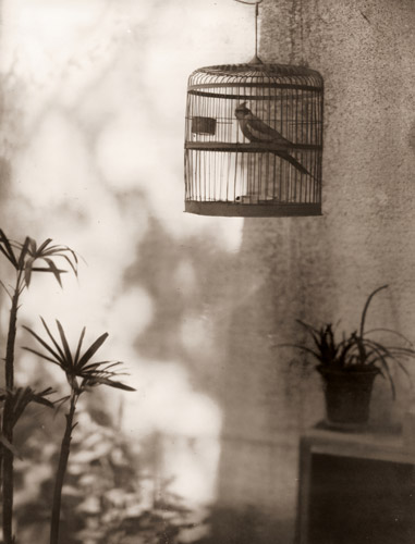 小鳥 [山浦翠村, アサヒカメラ 1937年4月号より] パブリックドメイン画像 
