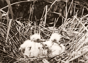 白鷺の雛 [塚本閤治, アサヒカメラ 1937年4月号より]のサムネイル画像