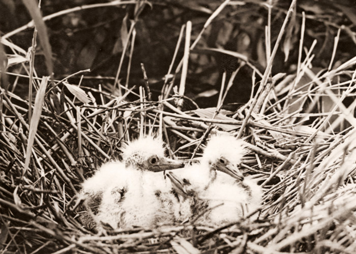 白鷺の雛 [塚本閤治, アサヒカメラ 1937年4月号より] パブリックドメイン画像 