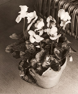 シクラメン [西山清, アサヒカメラ 1937年4月号より]のサムネイル画像