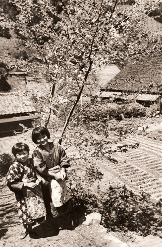 山桜 [木村伊兵衛, アサヒカメラ 1937年4月号より] パブリックドメイン画像 