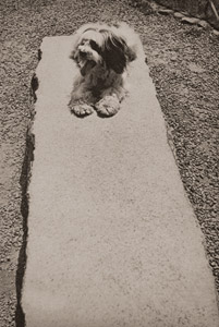 タンタン [前川直毅, アサヒカメラ 1939年9月号より]のサムネイル画像