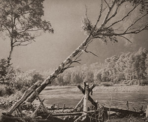 白樺 [野村保之助, アサヒカメラ 1939年9月号より]のサムネイル画像