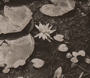 水蓮 [關谷華水, アサヒカメラ 1939年9月号より]のサムネイル画像