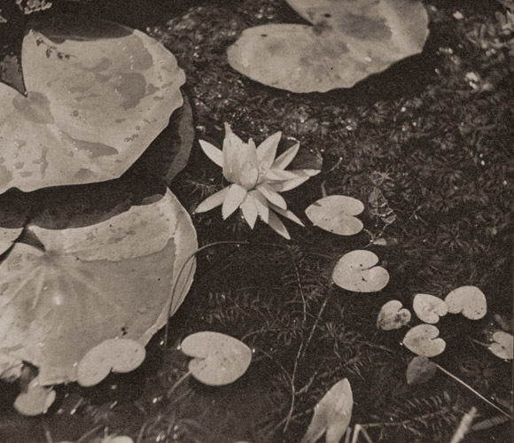 水蓮 [関谷華水, アサヒカメラ 1939年9月号より] パブリックドメイン画像 