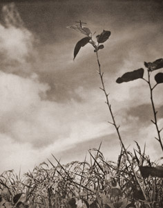秋空 [須田衛, アサヒカメラ 1939年9月号より]のサムネイル画像