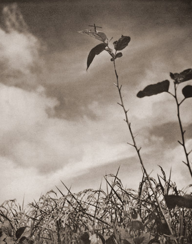 秋空 [須田衛, アサヒカメラ 1939年9月号より] パブリックドメイン画像 