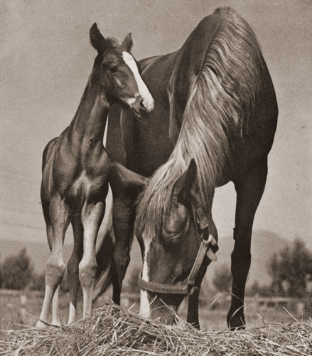 馬 [本間敬造, アサヒカメラ 1939年9月号より] パブリックドメイン画像 