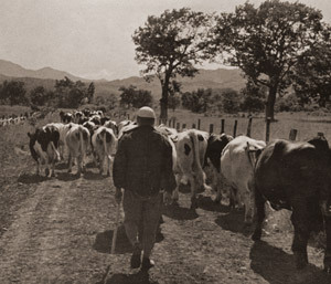 放牧場へ [殿村孝一, アサヒカメラ 1939年9月号より]のサムネイル画像