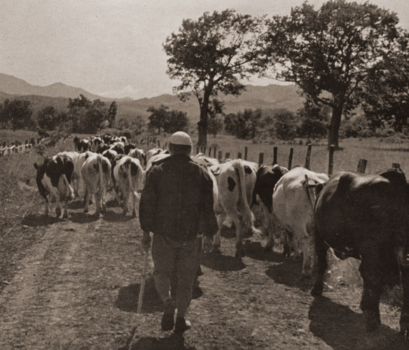 放牧場へ [殿村孝一, アサヒカメラ 1939年9月号より] パブリックドメイン画像 