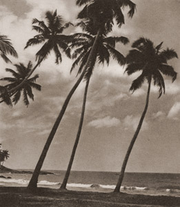 無題(セイロン島の風景） [フリッツ・ヘンレ, アサヒカメラ 1936年6月号より]のサムネイル画像