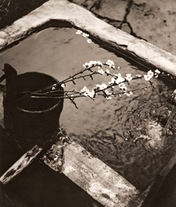 梅林スケッチ [工藤信一, アサヒカメラ 1938年5月号より]のサムネイル画像
