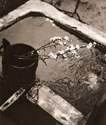 梅林スケッチ [工藤信一, アサヒカメラ 1938年5月号より] パブリックドメイン画像 
