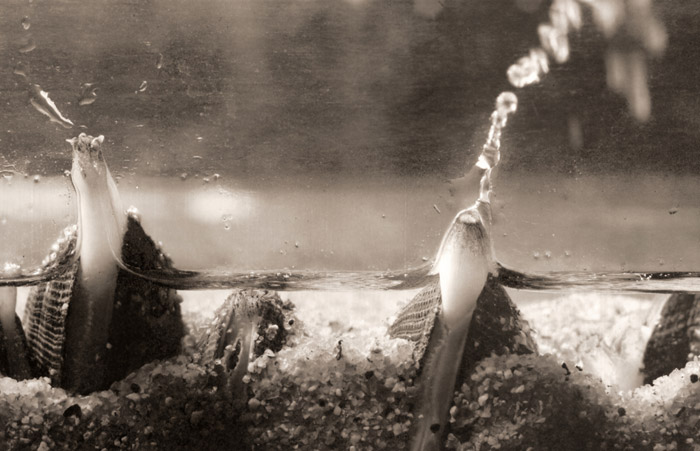 あさりの噴水 [宗源博久, 1956年, アサヒカメラ 1956年5月号より] パブリックドメイン画像 