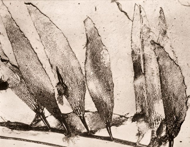 砂上の漂着海草 [エドワード・ウェストン, 1930年, アサヒカメラ 1956年5月号より] パブリックドメイン画像 