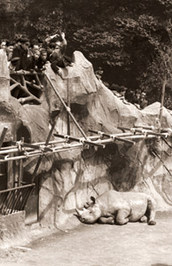 春に酔う人 上野動物園にて(昼寝するサイ） [田沼武能, アサヒカメラ 1954年5月号より]のサムネイル画像