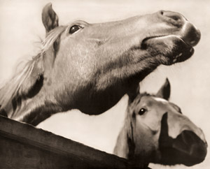 Horses [Yoshinori Matsunaga, 1953, from Asahi Camera May 1954] Thumbnail Images