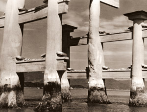 大鳥居 [今西正治, アサヒカメラ 1954年7月号より]のサムネイル画像