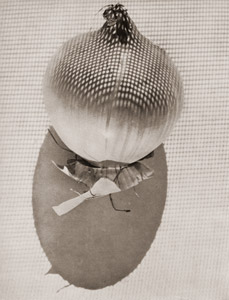 玉ネギ [ワーナー・ビショフ, アサヒカメラ 1954年7月号より]のサムネイル画像