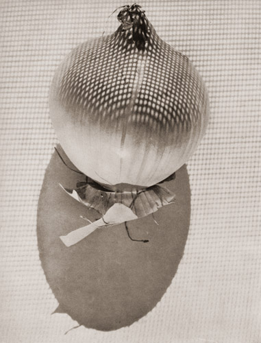 玉ネギ [ワーナー・ビショフ, アサヒカメラ 1954年7月号より] パブリックドメイン画像 