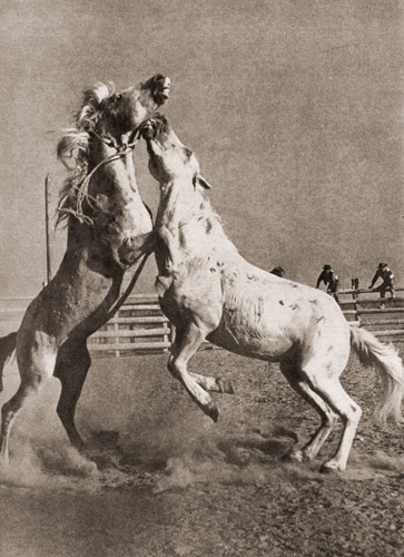 野生の馬  [ドニ・ド・ドーナン, アサヒカメラ 1954年9月号より] パブリックドメイン画像 
