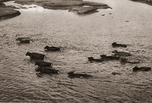 渡河 [五十嵐靖郎, 1953年, アサヒカメラ 1953年11月号より]のサムネイル画像
