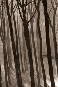 晩秋の森 [アルフレッド・トリッチュラー, アサヒカメラ 1954年12月号より]のサムネイル画像