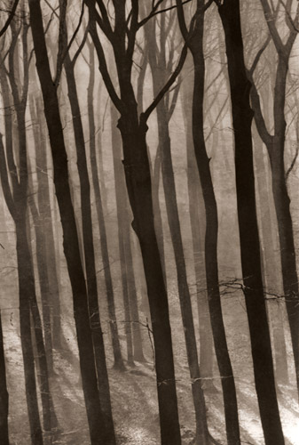 晩秋の森 [アルフレッド・トリッチュラー, アサヒカメラ 1954年12月号より] パブリックドメイン画像 