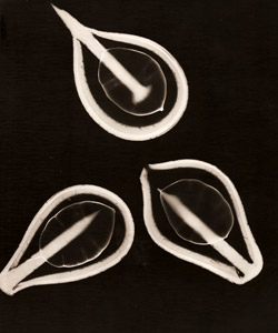 釘と葉 [アンドレ・テヴネ, アサヒカメラ 1956年02月号より]のサムネイル画像