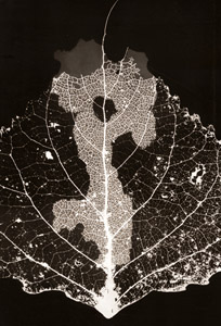 葉 [アンドレ・テヴネ, アサヒカメラ 1956年02月号より]のサムネイル画像
