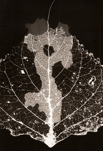 葉 [アンドレ・テヴネ, アサヒカメラ 1956年2月号より] パブリックドメイン画像 