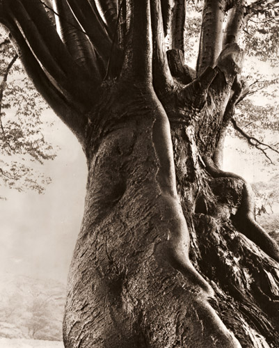 樹 [新山清, 日本カメラ 1956年7月号より] パブリックドメイン画像 