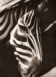 縞馬の顔 [真継不二夫, アサヒカメラ 1953年9月号より]のサムネイル画像