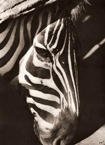 縞馬の顔 [真継不二夫, アサヒカメラ 1953年9月号より] パブリックドメイン画像 