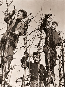 サン・ニコラ学校の梨の刈込み作業 [ピエール・ベルゾー, アサヒカメラ 1953年9月号より]のサムネイル画像