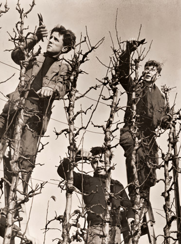 サン・ニコラ学校の梨の刈込み作業 [ピエール・ベルゾー, アサヒカメラ 1953年9月号より] パブリックドメイン画像 