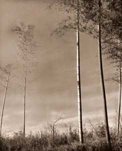 竹 [欄木敏郞, アサヒカメラ 1939年11月号より]のサムネイル画像