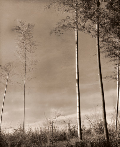 竹 [欄木敏郞, アサヒカメラ 1939年11月号より] パブリックドメイン画像 