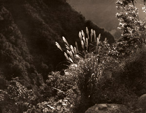 すゝき [土井基夫, アサヒカメラ 1939年11月号より]のサムネイル画像