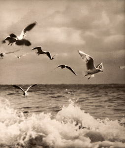 波上を飛ぶ [岡崎伊勢松, アサヒカメラ 1939年5月号より]のサムネイル画像
