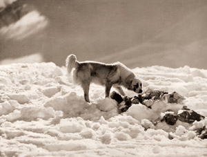 犬 [福原路草, アサヒカメラ 1939年5月号より]のサムネイル画像