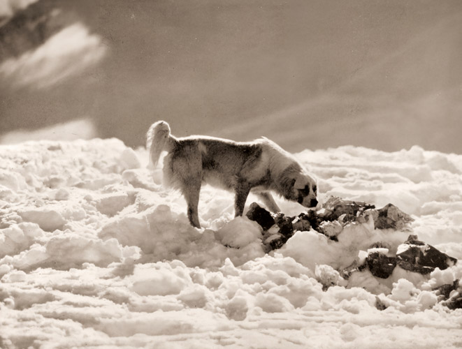 犬 [福原路草, アサヒカメラ 1939年5月号より] パブリックドメイン画像 