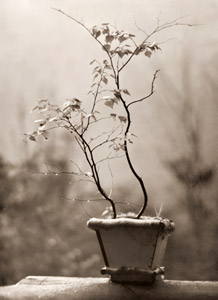 植木鉢 [福原路草, アサヒカメラ 1939年5月号より]のサムネイル画像
