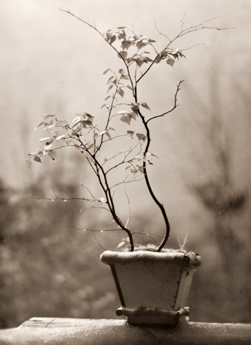 植木鉢 [福原路草, アサヒカメラ 1939年5月号より] パブリックドメイン画像 