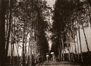 白樺並木 [アルフォンス・ミュシャ, 1900年頃, 「ミュシャが愛した光と時代」展より]のサムネイル画像
