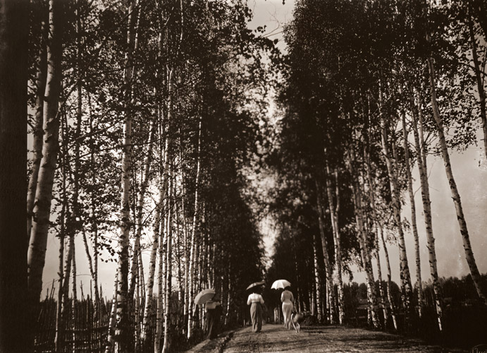 白樺並木 [アルフォンス・ミュシャ, 1900年頃, 「ミュシャが愛した光と時代」展より] パブリックドメイン画像 